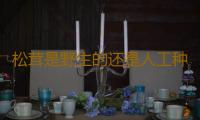 松茸是野生的还是人工种的 